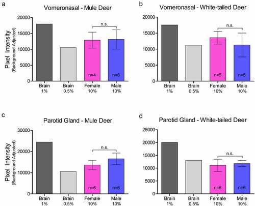 Figure 2. Relative pixel intensity analysis of PrPC expression in non-integumentary cranial exocrine clarified 10% (w/v) gland homogenates of mule deer (a, c) and white-tailed deer (b, d). Background-adjusted average pixel intensities of PrPC bands of the vomeronasal organs (a-b) and parotid glands (c-d) were compared between lanes of SDS-PAGE PVDF membranes probed with anti-PrP Sha31. Unclarified white-tailed deer whole brain homogenate was used for reference. Sample size, mean, 95% confidence intervals, and significance by Mann-Whitney tests are shown.