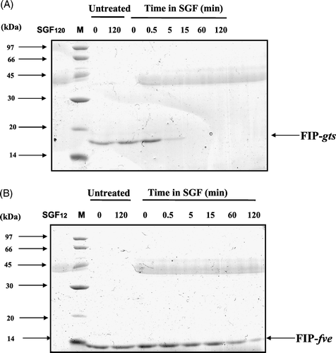 Figure 4.  SDS-PAGE analysis of the degradation of FIP-gts and FIP-fve in SGF. (A) FIP-gts and (B) FIP-fve were treated with SGF. Molecular weight markers (lane M) are indicated on the left-hand side of the gel. SGF and the test protein control were run along. The numbers on top denote the incubation times in minutes. The FIP-gts (A) and FIP-fve (B) in SGF digestion were labelled at the right-hand side of the gel, respectively.