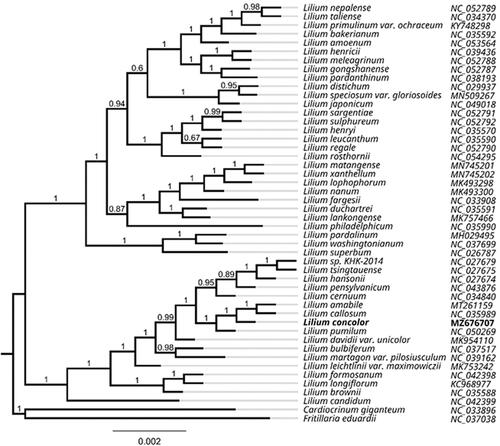 Figure 1. Phylogenetic tree inferred by maximum-likelihood (ML) method based on 48 representative species. Cardiocrinum giganteum and Fritillaria eduardii were designated as outgroup taxa. The values of posterior probability are shown at the branches. GenBank accession numbers are shown in Figure 1.