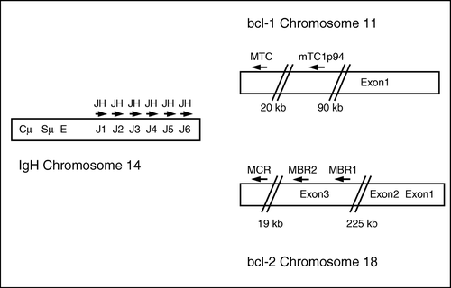 Figure 1.  Location of the primers on BCL-1, BCL-2 and IGH included in the multiplex PCR.