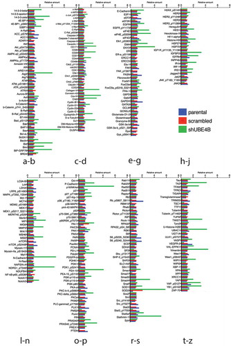 Figure 3. Reverse phase protein analysis (RPPA) was used to screen levels of 305 proteins associated with tumorgenesis in SK-N-AS cells that had been depleted of UBE4B using a UBE4B specific shRNA or SK-N-AS cells infected with a scrambled shRNA. Complete dataset showing the levels of 57 proteins that increased by two-fold or more (Figure 3(a)) and 26 proteins that decreased by 50% or more (Figure 3(b)). [Please see methods for details on methodology and (https://www.mdanderson.org/research/research-resources/core-facilities/functional-proteomics-rppa-core.html)].