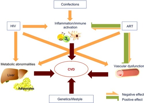Figure 1 Determining factors of CVD in HIV-infected individuals.
