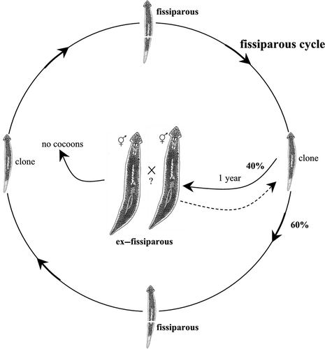 Figure 4. Schematic overview of the life cycle and reproductive pattern of Dugesia maghrebiana from Tunisia.