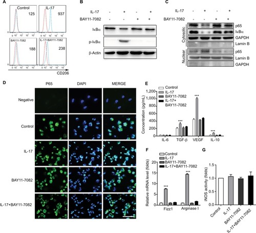 Figure 2 IL-17 induces THP-1-derived macrophages to an M2-like phenotype via NF-κB.Notes: (A) Flow cytometry analysis of CD206 expression in IL-17-treated and untreated THP-1-derived macrophages incubated in the presence or absence of NF-κB inhibitor BAY11-7028 for 48 hours. Numerical values denote the mean fluorescence intensity. The red line is the fluorescence intensity of isotype control. The blue line is the fluorescence intensity of CD206. (B) Immunoreactive bands for IkBα and p-IkBα. THP-1-derived macrophages were treated or untreated with IL-17 and NF-κB inhibitor BAY11-7028 for 48 hours. (C) Western blotting was utilized to determine the levels of p65, GAPDH and Lamin B in lysates from THP-1-derived macrophages. (D) Immunofluorescence assay of p65 expression and localization in THP-1-derived macrophages. Scale bar represents 0.05 mm. (E) ELISA analysis of cytokine levels in the media of THP-1-derived macrophages. The data shown represent mean±SD (n=3 per group, ***P<0.001). (F) mRNA levels of Arginase I and Fizz1 were examined in THP-1-derived macrophages by real-time PCR. The data shown represent mean±SD (n=3 per group, ***P<0.001). (G) iNOS activity was measured. The data shown represent mean±SD (n=3 per group).Abbreviations: DAPI, 40,6-diamidino-2-phenylindole; GAPDH, glyceraldehyde 3-phosphate dehydrogenase; h, hour; IkBα, nuclear factor kappa B inhibitor alpha; IL, interleukin; iNOS, inducible nitric oxide synthase; NF-κB, nuclear factor kappa B.