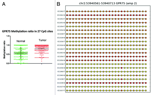 Figure 4. RRBS CpG methylation validation via targeted bisulfite sequencing for GPR75 in colon cancer. (A) Validation of 27 CpG sites in cancer tissues compared with corresponding matched normal tissues (n = 22). CpG sites from the tumor group are plotted in red and CpG sites from the normal tissue group are shown in green. The Y-axis shows the average methylation and the X-axis shows the type of samples. This region of GPR75 promoter as a whole was significantly (P < 0.0001) hypermethylated in the tumor group. (B) The CpG sites depicted as lollipop and the color indicates the level of methylation from higher to lower in yellow > orange > red order.