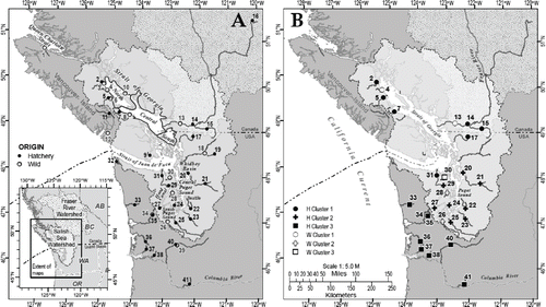 FIGURE 1. Study area showing (A) the major oceanographic areas and locations of Coho Salmon populations (open circle = wild, filled circle = hatchery) and (B) the spatial organization of cluster analysis groupings for the Strait of Georgia (circles), Puget Sound (crosses), and the Pacific coast (squares). Numbers correspond to population information provided in Table 1.