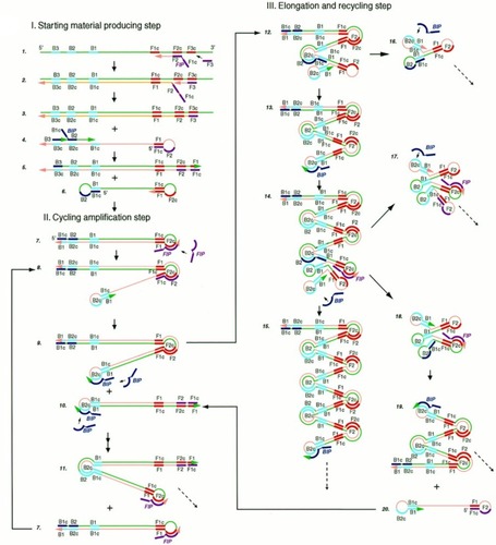 Figure 1 Schematic illustration of LAMP. The reaction begins with annealing of the FIP and its extension by polymerase enzyme to form a new strand of DNA which is displaced by extension of F3 (non-cyclic phase). The new strand forms a loop at the 5ʹ end with compliment sequences at F1 and F1c. BIP also anneals, and a similar process as of FIP releases another new strand that forms a double stem-loop structure at both ends. A new double stem-loop DNA with a sequence complementary to the first strand and another stem-loop with double the length of the previous one is formed subsequently from self-primed extension by the DNA strand, and by annealing of FIP and BIP coupled with extensions and displacements. As products from subsequent steps get involved in the reaction, DNA structures of different sizes bearing inverted repeats on the same strand result with multiple loops formed as a result of alternately repeated sequences on the same strand. Reproduced from Notomi T, Okayama H, Masubuchi H, et al. Loop-mediated isothermal amplification of DNA. Nucleic Acids Res. 2000;28(12):E63–E63.Citation16