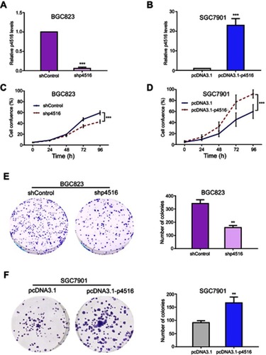 Figure 2 p4516 participated in the process of cell proliferation and colony formation in GC cells. (A and B) Relative expression level of p4516 by qRT-PCR in BGC823 and SGC7901 cells, to which shp4516/shControl and pcDNA3.1-p4516/pcDNA3.1 were stably transfected, respectively. (C and D) Cell proliferation was measured by IncuCyte Live Cell Analysis System in BGC823 and SGC7901cells. (E and F) Colony formation assay. Knockdown of p4516 inhibited anchor-dependent growth in BGC 823 cells (E), contraveraly, ectopic expression of p4516 enhanced colony formation in SGC7901 cells (F). Each bar in the bar chart represents mean±SD from 3 independent experiments (*p<0.05, **p<0.01 and ***p<0.001 vs the shControl or pcDNA3.1).Abbreviation: SD, Standard Deviation.