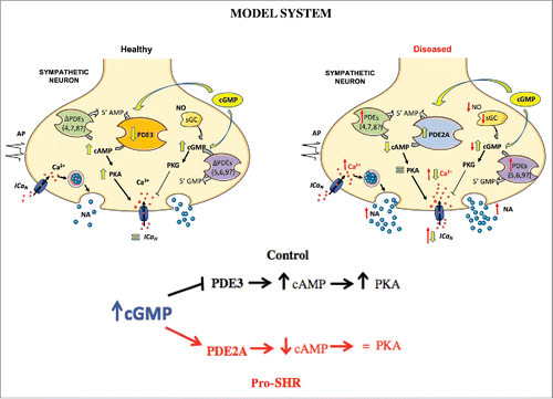 Figure 1. In healthy neurons, enhancing cGMP increases cAMP and PKA presumably via cGMP-dependent inhibition of PDE3. In pro-hypertensive SHR neurons, cGMP elevation reverses the ICaN phenotype, presumably by enhancing cross-talk between cGMP and cAMP signaling via activation of PDE2A. Red arrows highlight imparied activity in pro-SHR. Yellow arrows depict the downstream effects of pharmacologically enhancing cGMP.