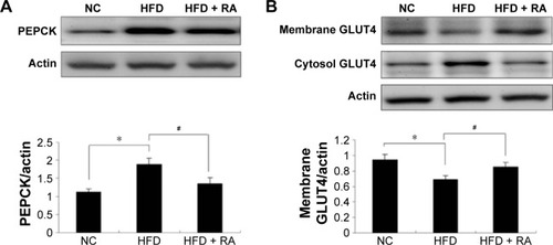 Figure 6 Effect of RA on PEPCK protein levels in the liver and GLUT4 protein levels in the skeletal muscle in HFD rats.