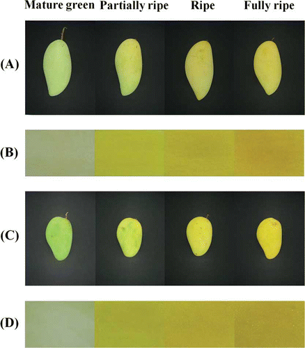 Figure 1 Change in mango peel and pulp color during ripening: (a and b) Nam Dok Mai; (c and d) Chok Anan. (Color figure available online.)