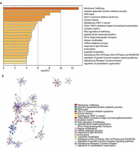 Figure 7. Top 20 GO and KEGG enriched terms of the DEGs. (a) Heatmap of GO and KEGG analyses of the DEGs and their 70 most analogous genes, with Orange representing enrichment terms colored by -log10(P-value). (b) Interaction network of the top enrichment terms colored by cluster ID, with different colors representing different enrichment pathways of these genes. The thresholds for Min Overlap, P-value and Min Enrichment in the Metascape database were set to 3, 0.05 and 3, respectively. The item with the greatest statistical significance within the cluster was selected as the item representing that cluster.