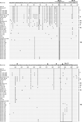 Figure 1.  HN amino acid sequences were deduced from the HN nucleotide sequence of NDV. Alignment of HN amino acid sequences of recent Taiwanese isolates and previously published virus strains was performed using the DNASTAR software. Amino acid residues of HN protein of different NDV strains are shown in a single-letter code. Residues that are identical to the majority are indicated by a dot (.). The HRA and HRB (amino acid residues 74 to 110) and C-terminal extension are indicated above the amino acid sequences. Variation at amino acid residue 81 in HRA is indicated above amino acid sequences. A total of 13 cysteine residues in the HN glycoprotein of NDV strains, at residues 123, 172, 186, 196, 238, 247, 251, 344, 455, 461, 465, 531, and 542, are marked by ▪ above the amino acid sequences. Three domains related to epitopes on HN protein of NDV, including site 23, sites 1 and 14, a C-terminal domain composed of residues 494, 513 to 521, and sites 12 and 2, are indicated by boxes. Three key amino acid residues at positions 401 (E), 416 (R), and 526 (Y) of HN glycoprotein required for receptor binding are indicated by * above the amino acid sequences. Phylogenetic lineages created on the basis the F gene of NDV are indicated on the left-hand side. The majority indicates the common HN sequences of NDV.