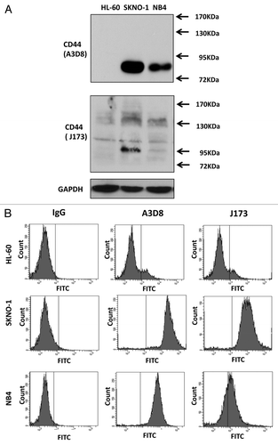Figure 5. A3D8 and J173 antibodies have different binding abilities to HL-60, SKNO-1 and NB4 cells. (A) Western blot analysis of CD44 protein levels. Cellular lysates were isolated from HL-60, SKNO-1 and NB4 cells, subjected to 8% SDS-gel electrophoresis and then probed with either A3D8 or J173 antibody. (B) Cell surface CD44 binding of A3D8 and J173. HL-60, SKNO-1 and NB4 cells were incubated with mouse IgG, A3D8 and J173 first and then FITC labeled secondary antibody. The fluorescence strength was determined by FACS.