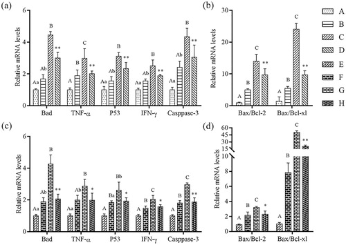 Figure 6. Detection of mRNA levels of mitochondria-regulated genes using qRT-PCR. (a) Relative mRNA levels of Bad, TNF-α, P53, IFN-γ and Caspase-3 in IPEC-J2 cells after treatment with β-conglycinin. (b) Bax/Bcl-2 ratio and Bax/Bcl-xl ratio in IPEC-J2 cells after treatment with β-conglycinin. (c) Relative mRNA levels of Bad, TNF-α, P53, IFN-γ and Caspase-3 in IPEC-J2 cells after treatment with glycinin. (d) Bax/Bcl-2 ratio and Bax/Bcl-xl ratio in IPEC-J2 cells after treatment with glycinin. Different superscripts of lowercase letters indicate p < 0.05, different superscripts of uppercase letters indicate p < 0.01. * p < 0.05 vs. group C or group G. ** p < 0.01 vs. group C or group G.