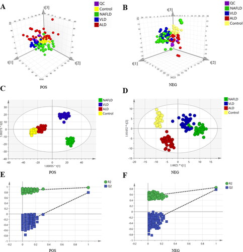 Figure 1. Untargeted metabolomics analysis among the four groups of NAFLD, VLD, ALD and Healthy group. (A, B) PCA score 3D plots of serum metabolites for four groups. (C, D) OPLS-DA score plots of serum metabolites for four groups. (E, F) validation plot of OPLS-DA, whether indicates that the original model is valid and overfitted.