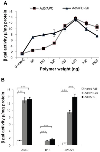 Figure 3 In vitro transfection assays of Ad5 or complexes. To determine the best ratio of Ad5 and polymers, transfection assays were performed in A549 cells treated with Ad5-LacZ (1.25 × 107 pfu/well) complexed with a serial dose of polymers, PEI-2k or APC (50~1000 ng). Following incubation for 24 hours after transfection, the cells was lyzed for quantity of β-galactosidae (A). Transfection assays in A549, B16, and SKOV3 treated with Ad5 alone (1.25 × 107 pfu/well) or complexes (Ad5/PEI-2k or Ad5/APC) at the optimal ratio (B).Notes: Data are represented as mean ± SD (n = 3), ***P < 0.001.Abbreviations: Ad5, adenovirus vectors type 5; APC, cationic PEG derivative; PEI, polyethylenimine; Ad5/APC, adenovirus complexed with APC; Ad5/PEI-2k, adenovirus complexed with PEI-2k; pfu, plaque forming units; SD, standard deviation.