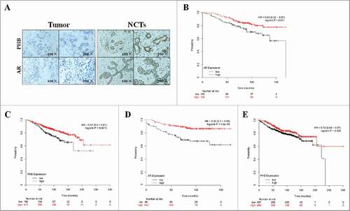 Figure 4. PHB and AR expression are associated with prognosis in the ER-positive breast cancer patients. (A) PHB and AR expression in the breast cancer tissues and corresponding noncancerous tissues (NCTs) was detected by immunohistochemical analysis. Kaplan-Meier analyses of association of AR expression with overall survival (B) and distant metastasis-free survival (C), PHB expression with overall survival (D) and distant metastasis-free survival (E) in the ER-positive breast cancer patients. P-values were calculated with log-rank (Mantel-Cox) test. Patients were stratified into ‘low’ and ‘high’ AR or PHB expression based on auto select best cutoff.