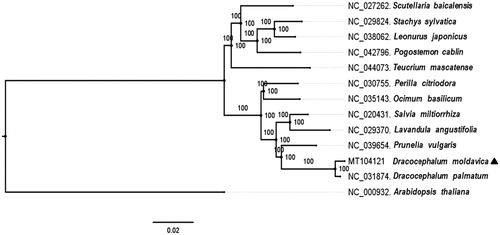 Figure 1. Maximum-likelihood phylogenetic tree base on 13 completely chloroplast genomes. The accession numbers are shown in the figure. Bootstrap support values based on 1000 replicates are displayed on each node. Marked by a black triangle is D. moldavica in this study.