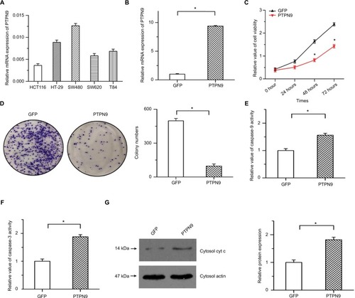 Figure 2 Overexpression of PTPN9 inhibited cell growth and induced cell apoptosis in colorectal cancer cells.Notes: (A) Endogenous expression of PTPN9 was examined in five colorectal cancer cell lines. (B) Real-time PCR was utilized to validate the overexpression efficiency in HCT116. (C) Cell viability was repressed by overexpression of PTPN9 in HCT116 cells. (D) Overexpression of PTPN9 mitigated the colony formation of colorectal cancer cells. (E and F) Activities of caspase-9 and caspase-3 were increased by PTPN9 overexpression in HCT116 cells. (G) The release of cytochrome c into the cytoplasm was enhanced by PTPN9 overexpression. An unpaired Student’s t-test (for comparisons of two groups) was used to evaluate statistical significance (*P<0.05).Abbreviations: cyt c, cytochrome c; GFP, green fluorescent protein; PTPN9, protein tyrosine phosphatase nonreceptor type 9.