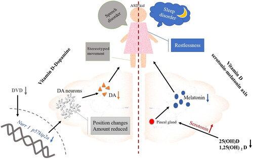 Figure 2. ASD children’s behaviours may be affected by VitD regulating the secretion of dopamine and serotonin/melatonin. DVD: development VitD; DA: dopamine neurons.
