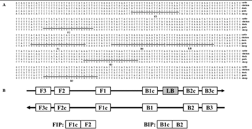 Figure 1. Primer design for RealAmp. (A) Nucleotide sequence alignment of the target regions of cytb genes. Arrows indicate the primers used for RealAmp assays. (B) Schematic diagram showing the positions of the RealAmp primers.