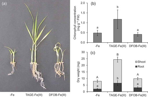 Figure 2. Effect of TAGE-Fe(III) on the growth and chlorophyll concentration of naat1 mutant rice. Mutant rice was cultured in nutrient medium with or without supplementation of TAGE-Fe(III) or DFOB-Fe(III) for 12 days. (a) Plant growth, (b) chlorophyll concentration in shoots, and (c) dry weight of shoots and roots. Data are presented as means ± standard deviations (n = 4). Different letters indicate significant differences (P < 0.05) using Tukey’s test