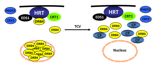 Figure 3. A sketch of components involved in HRT-mediated resistance signaling against TCV. HRT is present on the plasma membrane (shown by black line) and interacts with EDS1, CRT1, and DRB4 proteins. Of these, DRB4 is primarily present in the nucleus, EDS1 is both nuclear and cytoplasmic, whereas CRT1 is on endomembranes. TCV-induced resistance response is initiated in the presence of TCV-CP. Upon recognition of TCV-CP, majority of the DRB4 relocalizes to cytoplasm, where a small pool of DRB4 interacts with CP. The presence of CP also prevents HRT-DRB4 complex formation but has no effect on HRT-EDS1 and HRT-CRT1 interactions. EDS1 potentiates HRT-mediated cell death response and acts redundantly with salicylic acid to regulate HR to TCV. Mutations in DRB4, CRT1, and the blue-light photoreceptors CRY2 and PHOT2, reduce HRT level. Consequently the mutant plants are unable to regulate HR or replication of TCV. No interaction has been detected between CRY2/PHOT2 and HRT, suggesting that these proteins stabilize HRT by inhibiting a negative regulator that mediates degradation of HRT.