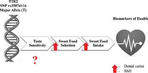 Figure 2. Schematic representation of the effect of the T allele in the rs35874116 SNP in the T1R2 sweet taste receptor gene on sweet taste perception, sweet food selection, sugar intake, and biomarkers of health such as dental caries and BMI. While this SNP has been related to increased preference as well as intake of sweet foods, the effect of the SNP on taste sensitivity has not been elucidated. This SNP has been linked to increased dental caries, and individuals with increase sweet preference and intake were also more likely to have higher BMIs. Importantly, a different SNP in the T1R2 sweet taste receptor (rs12033832) was found to be associated with altered sweet taste sensitivity.