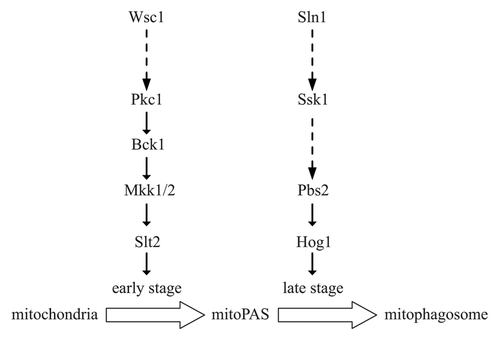 Figure 1. Schematic representation of the Slt2 and Hog1 signaling pathways regulating mitophagy. When lactic acid-cultured yeast cells are subjected to nitrogen starvation in the presence of glucose, Slt2 signaling is activated to regulate an early stage of mitophagy; later, Hog1 signaling is activated to control a later stage. MitoPAS, mitophagy-specific phagophore assembly site; mitophagosome, mitophagy-specific autophagosome-like double-membrane vesicle.