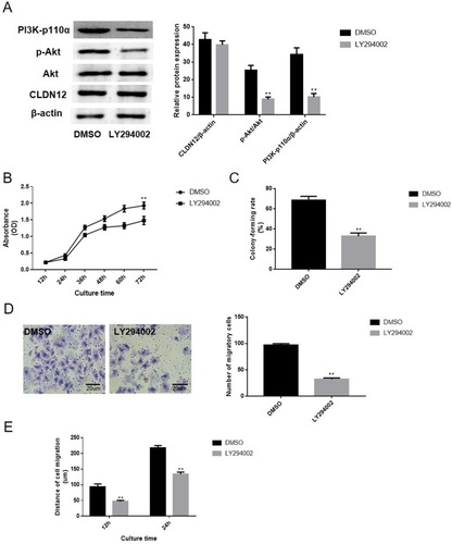 Figure 5 The specific PI3K inhibitor LY294002 was used to inhibit the PI3K activity in hFOB.1.19 cells. (A) Western blotting was utilized to examine the expression of CLDN12 and the activity level of the PI3K and Akt protein. (B) Growth curve of hFOB.1.19 cells detected by the CCK-8 assay. (C) The abilities of hFOB.1.19 cells to form colonies under 2D culture condition were determined via a colony formation assay. (D) The Transwell chambers method was utilized to explore the impact of CLDN12 overexpression on the migratory ability of hFOB.1.19 cells in vitro. (E) The wound-healing assay was utilized to explore the migration ability of hFOB.1.19 cells in vitro. **P<0.01, compared with the DMSO group.Abbreviations: CLDN12, claudin-12; CCK-8, Cell Counting Kit-8; PI3K, phosphoinositide 3-kinase.