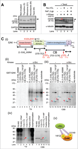 Figure 1. GAK is phosphorylated by c-Src in vitro. (A) GAK showed a band shift (arrowhead) during M phase when the cell cycle of HeLa S3 cells was synchronized by nocodazole (prometaphase; 40 ng/mL for 18 h) or taxol (meta/anaphase; 33 nM for 18 h), but not when the cells were synchronized by thymidine (S phase; 2.5 mM for 24 h), mimosine (G1 phase; 0.5 μM for 24 h), or unsynchronized. (B) Wb analysis of phosphorylation modifications of endogenous GAK in HeLa S3 cells after taxol treatment using λ-phosphatase (PPase) alone or together with the phosphatase inhibitors sodium orthovanadate (Na3VO4), sodium fluoride (NaF), and β-glycerophosphate (β-gp). GAK was detected by the anti-GAK monoclonal antibody (9–10). The asterisk shows a putative band for non-phosphorylated GAK. Red arrow indicates a shifted band in the presence of λ-PPase. α-tubulin was detected as a loading control. (C) GAK was phosphorylated by c-Src, as detected by in vitro kinase assays. (i) A schematic representation of the GAK structure with functional domains and amino acid numbers. K, T, CB, and J denote the regions of GAK fragment proteins used as a substrate. The amino acid sequence around Y412 is also shown in red font. (ii) Radio-autograph of SDS-PAGE analysis after in vitro kinase assays of the K, T, CB, and J fragments using c-Src. Crimson and turquoise arrowheads indicate the phosphorylated and non-phosphorylated bands, respectively. The horizontal pink arrowhead indicates the band for auto-phosphorylation of c-Src protein. (iii) CBB staining of the same SDS-PAGE gel to show the existence of the band at the same location. (iv) Radio-autograph (left) and CBB staining (right) of SDS-PAGE gels after in vitro kinase assays of 2 narrowed-down fragments (see red arrows in Fig. 1C-i) of the CB region using c-Src. Crimson and turquoise arrowheads indicate the phosphorylated and non-phosphorylated bands, respectively. (v) A schematic representation of the sites (Y412 and Y1149) of GAK that are phosphorylated by c-Src to indicate their locations at a glance.