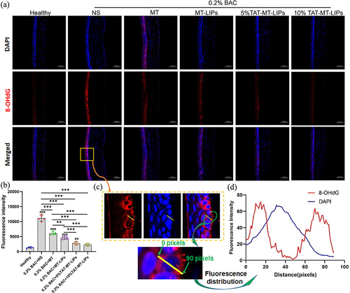 Figure 7 The effects of TAT-MT-LIPs on mitochondrial DNA (mt-DNA) oxidation. (a) 8-OHdG immunofluorescence staining. (b) Quantitative analysis of mt-DNA oxidation level. Data are mean ± SD. Significance was assessed using one-way ANOVA. ** p<0.01, *** p<0.001; ## p<0.01, ### p<0.001 Compares to the healthy control. (c) Enlarged images to map the 8-OHdG (DNA oxide). (d) The fluorescence intensity distribution of DAPI and 8-OHdG.