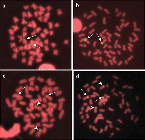 Figure 3. Metaphases of Pseudoplatystoma metaense (left) and P. orinocoense (right) after FISH with 45S rDNA (a, b) and with 5S rDNA (c, d). Arrows indicate the NOR-bearing chromosomes. Arrowheads indicate the 5S rDNA-bearing chromosomes.