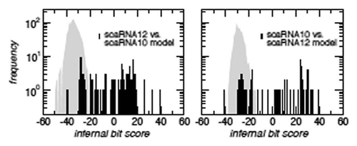 Figure 4 Distant homology of the SCARNA10 and SCARNA12 families. A comparison of infernal bit scores for alignments of SCARNA12 against the SCARNA10 covariance model (l.h.s., black histogram), and vice versa (r.h.s., black histogram) shows that the sequences of one family fit much better to the model of the other family than random sequences fitting the same secondary structure (gray background).