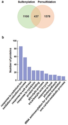 Figure 1. Comparison of sulfenylation and persulfidation proteome in Arabidopsis. Venn diagram shows the sulfenylatedCitation31 and persulfidatedCitation24 proteins identified from recent studies (a). GO biological process analysis shows the 11 most enriched terms from the 437 overlapped proteins (b).