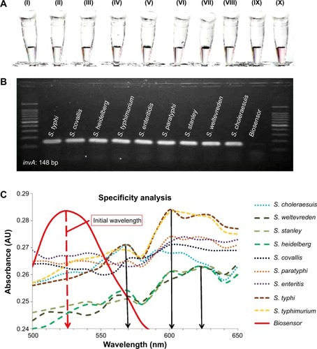 Figure 4 Specificity analysis of the biosensor in elucidating a color change in the detection of various Salmonella enterica sp.Notes: (A) Visual observation of the biosensor color change with the addition of complementary invA gene target from (I) Salmonella typhi, (II) Salmonella covallis, (III) Salmonella heidelberg, (IV) Salmonella typhimurium, (V) Salmonella enteritidis, (VI) Salmonella paratyphi, (VII) Salmonella stanley, (VIII) Salmonella weltevreden, (IX) Salmonella choleraesuis, and (X) without the addition of any DNA target. (B) Gel electrophoresis visualization result on the confirmation of invA gene detection within the Salmonella enterica sp. serovars. (C) Spectrophotometry analysis of the biosensor solution on the detection of multiple serovars of S. enterica.