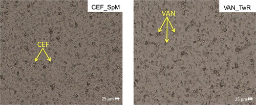 Figure 3. Microscopic images of SEO suspensions with CEF (in SEO consisted of span and Miglyol) and VAN (in SEO consisted of tween and castor oil).