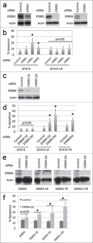 Figure 2. siRNA knockdown of each ERBB member shows that ERBB4 is required for breast cancer cells with acquired resistance to ERBB2+ inhibitors. (a) BT474 and BT474-LR cells were plated at a density of 0.4 × 106 per 6 cm plate. Eighteen hours later, cells were treated with control, EGFR, ERBB2, or ERBB3-specific siRNA (20 nM). After 72 hours, cells were harvested and protein levels of EGFR, ERBB2, ERBB3, and actin were analyzed by western blots. (b) Seventy-2 hours following siRNA knockdown, apoptosis was measured by Annexin-V staining. *P < 0.05 by t-test between control and ERBB2 and between control and ERBB3 (n = 4, error bars indicate SD). (c) BT474 and BT474-LR cells were plated at a density of 0.4 × 106 per 6 cm plate. Eighteen hours later, cells were treated with control or one of 2 ERBB4-specific siRNAs (a) or (b) (10 nM). After 72 hours, cells were harvested and protein levels of ERBB4 and actin were analyzed by protein gel blot. (d) Seventy-2 hours following siRNA knockdown in BT474, BT474-LR (lapatinib resistant), and BT474-TR (trastuzumab resistant), apoptosis was measured by Annexin-V staining. *p < 0.05 by t-test between control and ERBB4 (a) or (b) (n = 4, error bars indicate SD). (e) siRNA knockdown was performed using siRNA ERBB4 (b) in SKBR3, SKBR3-LR (lapatinib resistant), SKBR3-TR (trastuzumab resistant), and SKBR3-LTR (lapatinib and trastuzumab resistant) cells. After 72 hours, cells were harvested and protein levels of ERBB4 and actin were analyzed by western blot. (f) Seventy-2 hours after siRNA knockdown in SKBR3, SKBR3-LR, SKBR3-TR, and SKBR3-LTR, apoptosis was measured by Annexin-V staining. *p < 0.05 by t-test between control and ERBB4 (b) (n = 4, error bars indicate SD). Note that these knockdown experiments were carried out in the absence of lapatinib.