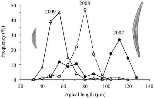 Fig. 5. Size distributions of the apical lengths of H. baicalensis on 15 October 2007, 31 October 2008 and 30 October 2009 (size classes are ± 4 μm).