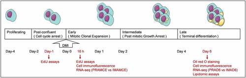 Figure 1. A scheme of chronological preadipocyte differentiations and sampling time points. After the induction of adipogenic differentiation by DMI, the contact-suppressed preadipocytes underwent several stages of differentiation, namely early, intermediate, and late stages. The day of induction was defined as Day 0. (5-ethynyl-2’-deoxyuridine) EdU assays were performed one day before induction(Day-1). EdU assays, cell immunofluorescence, and RNA-seq were performed 16 h after induction, and the groups were named PRAMCE and IMAMCE. Oil red o staining, cell immunofluorescence, RNA-seq, and lipidomic assays were performed on the 6th day after induction, and the groups were named PRAD6 and IMAD6.