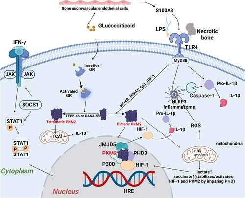 Figure 4 Activation of M1 polarized macrophage in the development of GIONFH. Damage-associated molecular patterns in the necrotic tissue binds to the TLR4, and subsequently activates Myd88-extracellular regulated kinase 1/2 (ERK1/2), Ik kinase (IKK) α-transcription factors nuclear factor-κB (NF-κB) pathway, which leads to the production of Th1 cytokines (IFN-γ and TNF-α) and HIF-1. The activation of the JAK1/2-STAT1 pathway by IFN-γ and subsequent phosphorylation of STAT1 have also been reported to correlate with the M1 macrophage polarization in GIONFH (“Created with BioRender.com”).