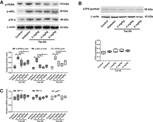 Figure 4 Tan IIA reduces renal fibrosis through the perk pathway rather than the IRE1 and ATF6 pathways. (A) p-perk, p-eif2a and ATF4 protein expression levels were detected by Western blot in renal tissue in different treatment groups. (B) The expression of active ATF6 was detected by Western blot in renal tissue in different treatment groups. (C) The mRNA expression levels of XBP-1t, XBP-1s and p58IPK were detected by qRT-PCR. N = 5; *P<0.05.