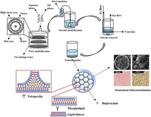 Figure 1. Flow chart of DepoFoam technology and structural characteristics of bupivacaine multivesicular liposomes. Reprinted with permission from Lu B et al. (Citation2021), copyright© 2021 Elsevier B.V.