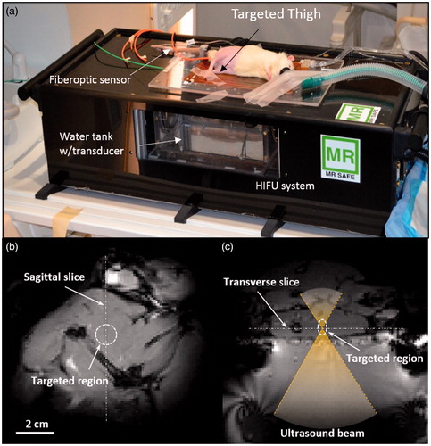 Figure 1. Experimental setup for the in vivo drug delivery experiments. (a) The animal was placed on its side on the MR-HIFU platform with one thigh in the path of a focused ultrasound beam. (b) A transverse MR image through the thigh shows the location of heating in the dashed circle. (c) A sagittal MR image along the path of the ultrasound beam shows the location of heating in a perpendicular plane. The relationship between both images is illustrated with the white dashed lines.