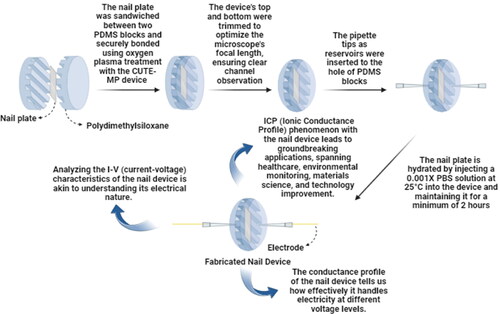 Figure 3. Diagrammatic depiction of the process of designing a nanofluidic device from a human nail plate, succeeded by its detailed characterization to demonstrate nanofluidic phenomena, such as Perm-selectivity. Adapted from Ref. [Citation69].