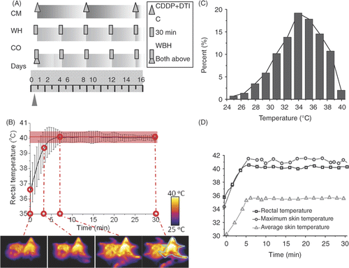 Figure 1. Experimental planning of the hyperthermia protocols and tumour challenge. (A) Treatment of three groups of mice. CM: administration of intraperitoneal injection of CDDP and DTIC every week. WH: whole body hyperthermia at an interval of 84 h. CO: initial chemotherapy with the same whole body hyperthermia received as WH. (B) Statistically calculated temperature profile of all CO and WH group mice during the third treatment and the infrared thermograph of number 7 and 8 WH mice. Contoured: number 8 WH mouse. (C) Skin temperature of number 8 WH mouse at the end of the third treatment. (D) Inner and surface temperature comparison of number 8 WH mouse during the third treatment.