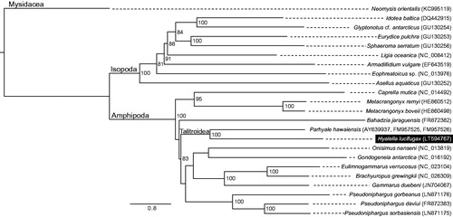 Figure 1. Maximum-likelihood phylogeny obtained using IQTREE multicore v. 1.3.12 (Nguyen et al. Citation2015) based on the nucleotide sequences of protein-coding genes of 14 amphipod species plus nine outgroups showing the systematic placement of H. lucifugax. The nucleotide sequences of the 13 PCGs were aligned in TranslatorX (Abascal et al. Citation2010) with poorly aligned regions removed in Gbloks v. 0.91b (Talavera & Castresana Citation2007). The best partitioning scheme and evolutionary model for each partition was assessed in PartitionFinder v 1.1.1 (Lanfear et al. Citation2012). Node numbers represent bootstrap support values evaluated with 1000 bootstrap replicates. GenBank accession numbers follow species names.