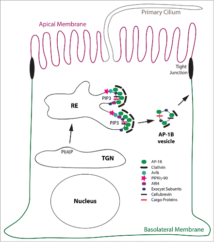 Figure 3. Model for the AP-1B domain in REs. This is a schematic depiction of the AP-1B domain in a RE leading to the generation of AP-1B vesicles that are targeted to the basolateral membrane. Proteins depicted are AP-1B, clathrin, Arf6, PIPKIγ-90, ARH, exocyst subunits, cellubrevin and cargo proteins. Note, that cellubrevin, exocyst subunits, and clathrin are confirmed components of AP-1B vesicles.Citation30,54 For simplicity reasons, the early secretory pathway including the Golgi apparatus, AEEs, BEEs, and other endocytic organelles as well as endocytic trafficking are not depicted. Abbreviation: PIP3, PtdIns(3,4,5)P3.