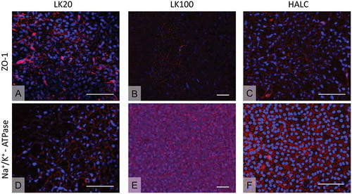 Figure 4. pCEC morphology check at P2 through immunofluorescence on different carriers. (A, B, C) ZO-1 expression detected in pCECs cultured on LK20, LK100, and HALC, respectively. (D, E, F) Na+/K+ expression detected in pCECs cultured on LK20, LK100, and HALC, respectively. Scale bars: 100 µm.